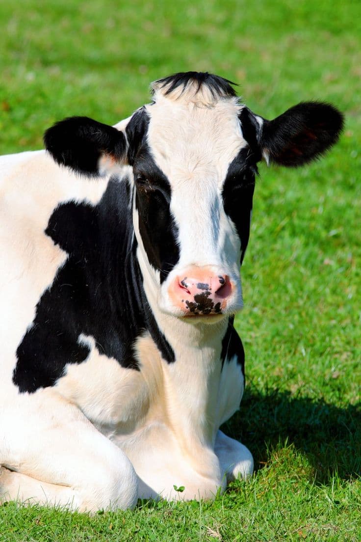 Large healthy cow with premium feeding.