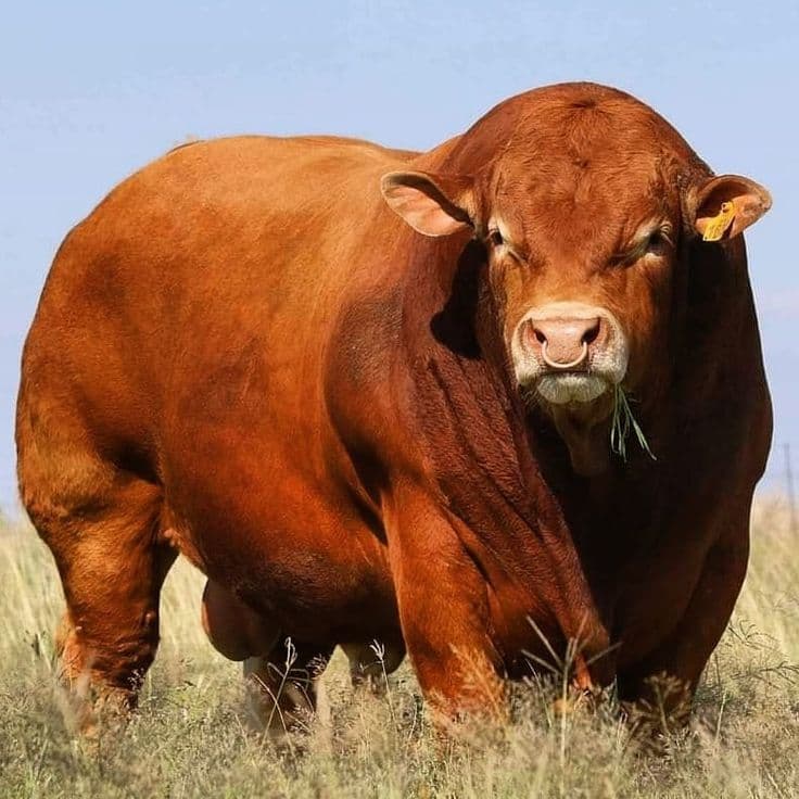 animal Image