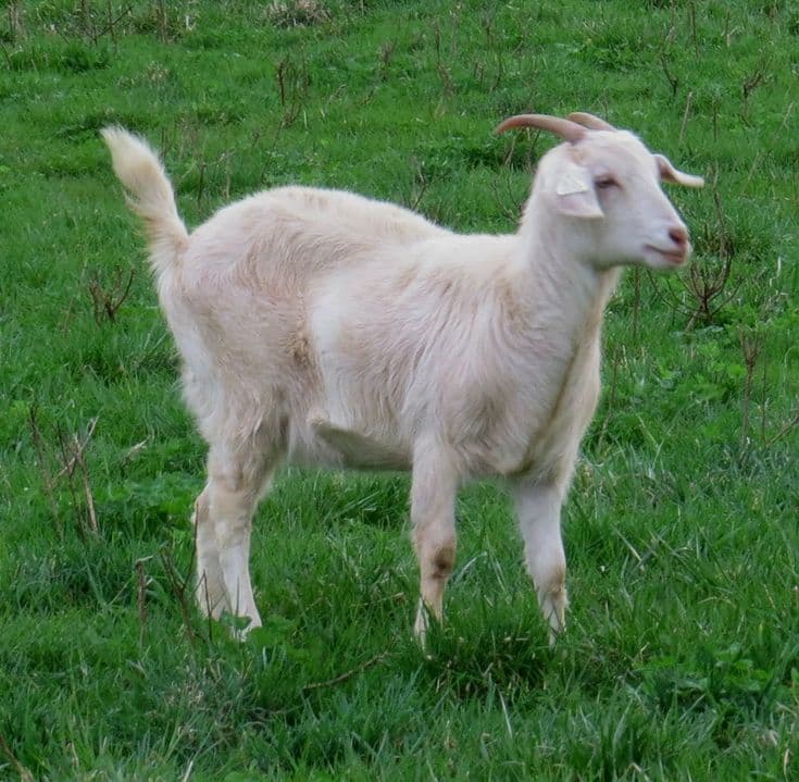 Strong and healthy goat.
