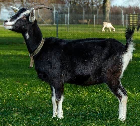 Popular goat breed in Bangladesh.
