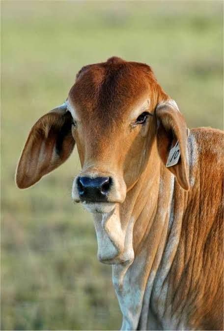 Healthy deshi cow suitable for Qurbani. Well fed with natural খাবার.